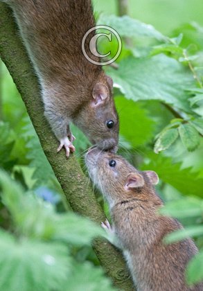 Brown Rats 2 DM0350